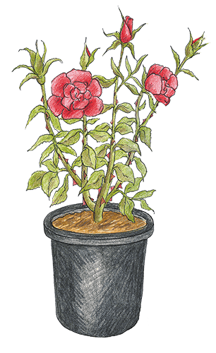 Rosenbusch im Topf