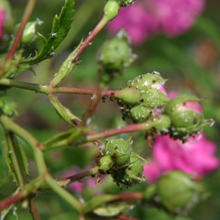 Rosenschutz bei Insektenbefall